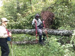 Ruth Bennett McDougal Dorrough; Judy Geisler; blowdown; IAT; HIghland Lakes Segment, WI